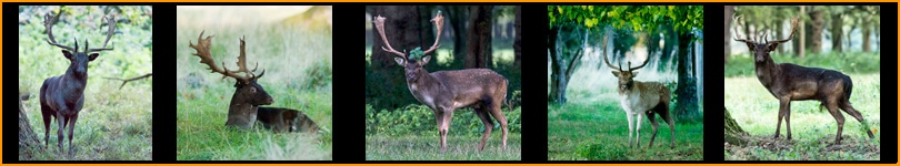 Deer Rut