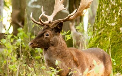 Club Outing – Deer Rut