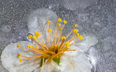 WWM May 2015 – Flowers in Ice