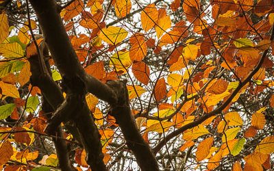 Club Outing – Autumn Colour