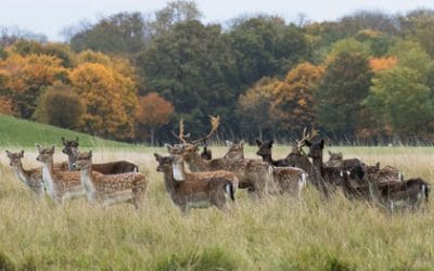 Club Outing – Deer Rut in Phoenix Park