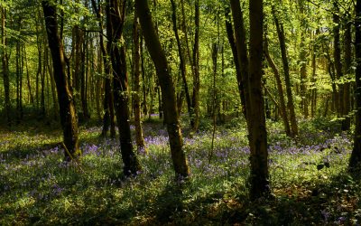 Club Outing – Bluebells in Killinthomas Wood