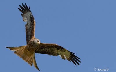 Club Outing – Red Kites in Wales