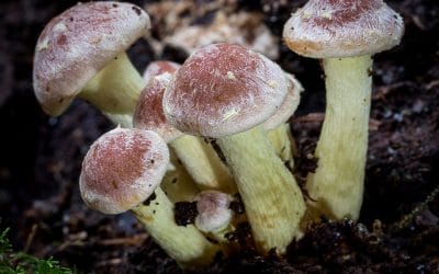 Club Outing – Toadstools and Autumn Woodland Workshop