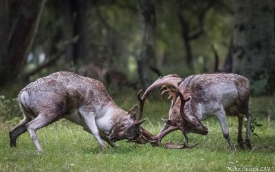 Club Outing – Deer Rut at Phoenix Park