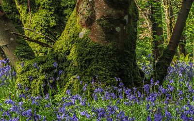 Club Outing – Bluebells in the Devil’s Glen