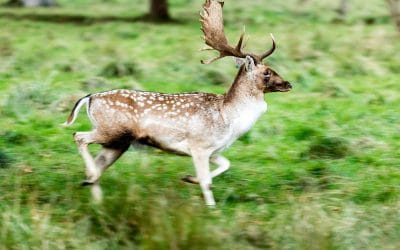 Club Outing – Deer Rutting in Phoenix Park