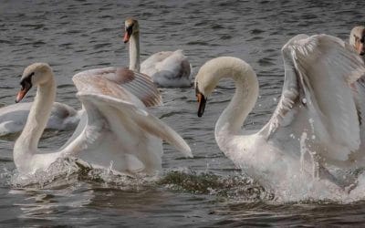 Club Outing – Malahide Estuary