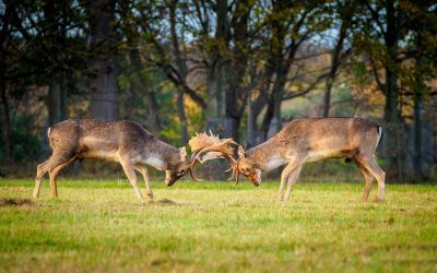 Club Outing – Deer Rut, Phoenix Park