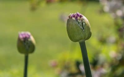 Club Outing – National Botanic Gardens, Kilmacurragh