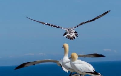 Club Outing – The Great Saltee Island