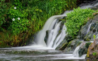 Summer Outing – Dodder Walk