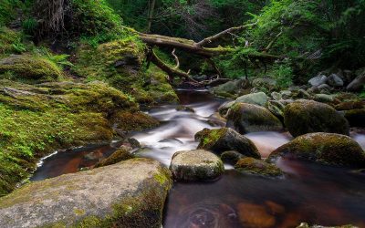 Summer Outing – Knocksink Woods