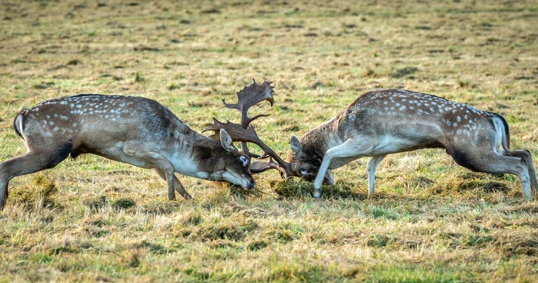 Club Outing – Phoenix Park Deer Rut