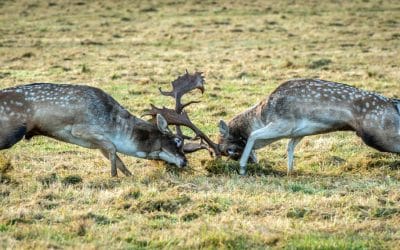 Club Outing – Phoenix Park Deer Rut