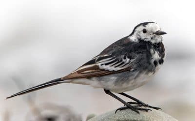 Club Outing – Portrane Cliff Walk