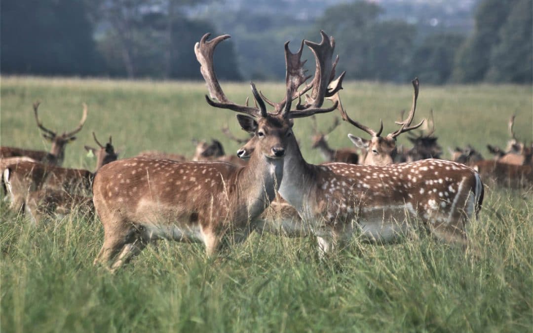 Club Outing – Fawns & Farmleigh