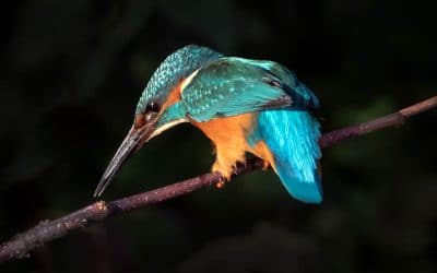 Club Outing – Kingfisher on the Dodder