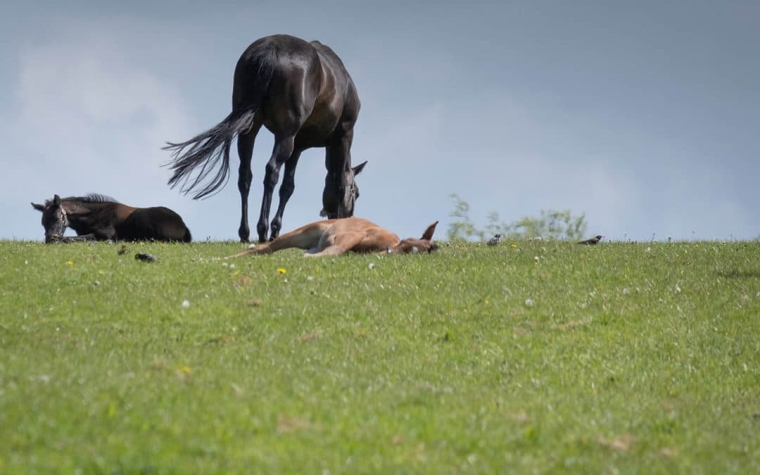 Club Outing – National Stud & Japanese Gardens