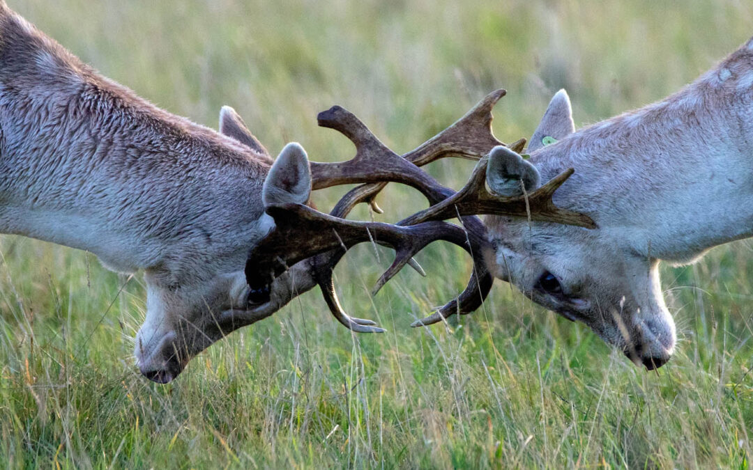 Club Outing – Phoenix Park Deer Rut