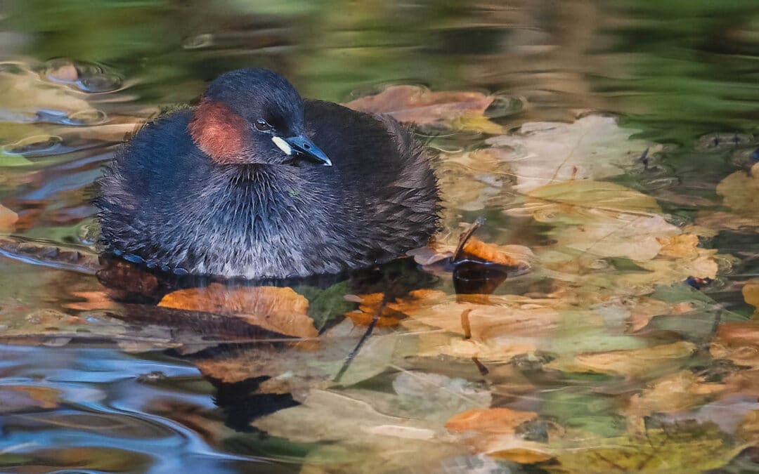 Club Outing – Dodder River Nature Photography