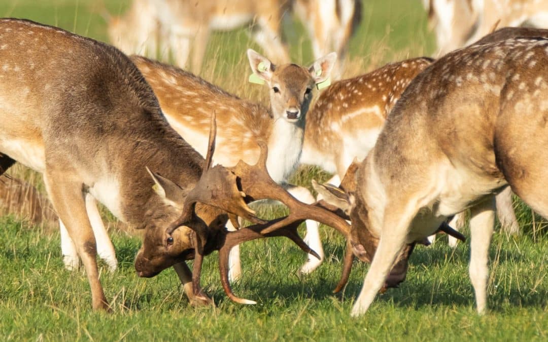 Club Outing – Phoenix Park Deer Rut